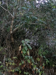 Onoseris onoseroides