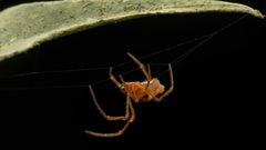 Theridion quadratum
