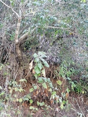 Onoseris onoseroides