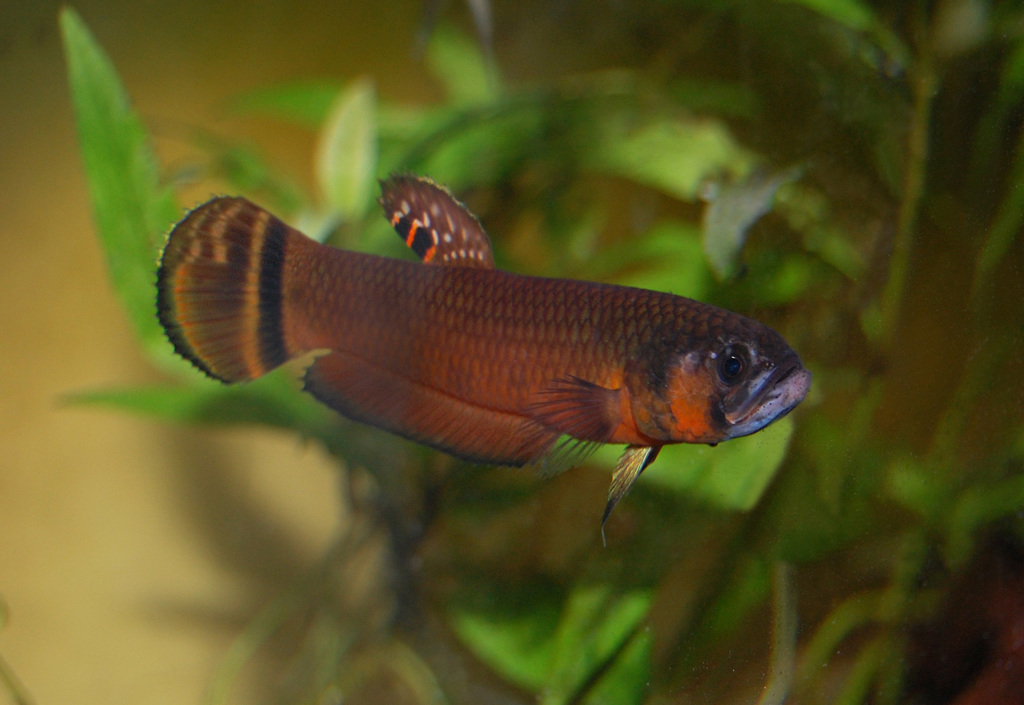 Betta macrostome de Brunei (Betta macrostoma)