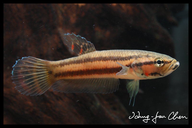 Betta macrostome de Brunei (Betta macrostoma)