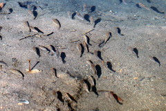 Cyprinodon macularius