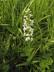 Platanthera hologlottis
