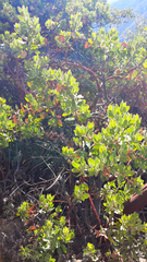 Arctostaphylos glauca