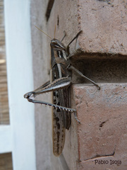 Schistocerca cancellata