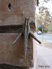 Schistocerca cancellata