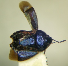 Canthophorus melanopterus