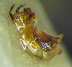 Canthophorus melanopterus