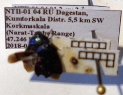 Canthophorus melanopterus