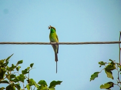 Merops orientalis orientalis