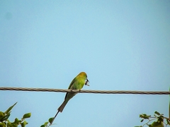 Merops orientalis orientalis