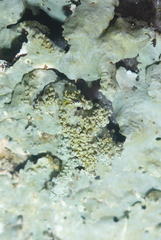 Myelochroa