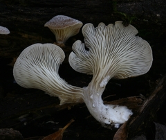Hohenbuehelia auriscalpium