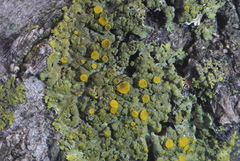 Candelaria fibrosa