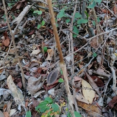 Acanthocereus fosterianus
