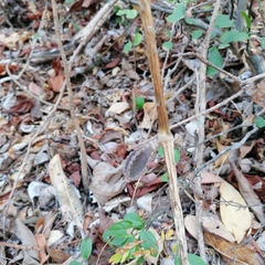 Acanthocereus fosterianus