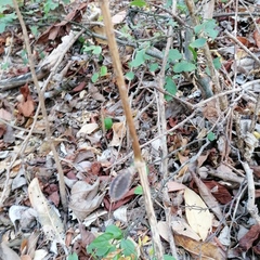 Acanthocereus fosterianus