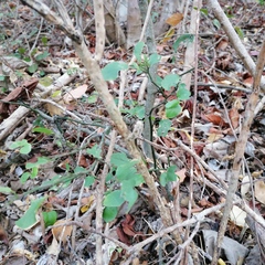 Acanthocereus fosterianus