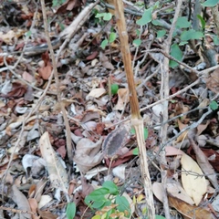 Acanthocereus fosterianus