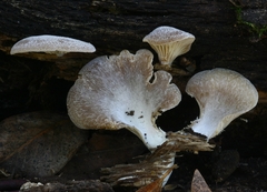 Hohenbuehelia auriscalpium