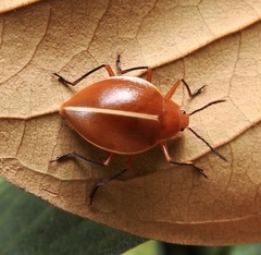 Ellipticus dorbignyi