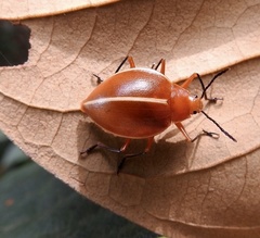 Ellipticus dorbignyi