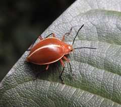 Ellipticus dorbignyi