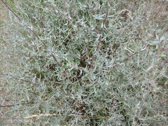 Artemisia daghestanica