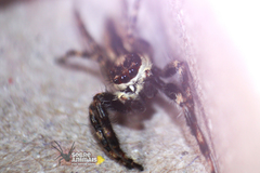 Menemerus bivittatus