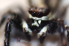 Menemerus bivittatus