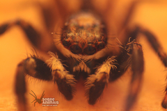 Menemerus bivittatus