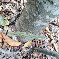 Acanthocereus hesperius