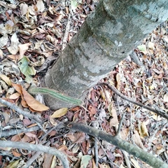 Acanthocereus hesperius