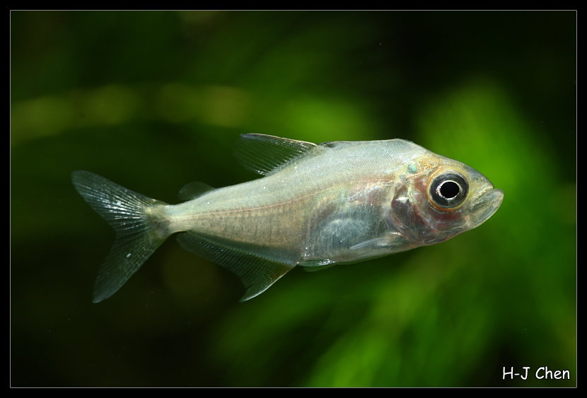 Wimple Piranha