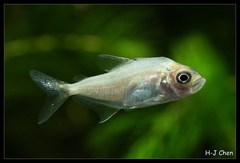 Wimple Piranha photo 1
