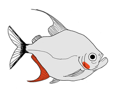 Wimple Piranha photo 4