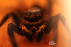 Menemerus bivittatus