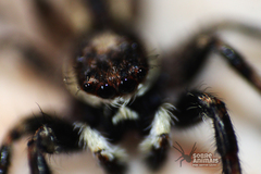 Menemerus bivittatus