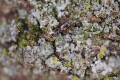 Calodromius spilotus