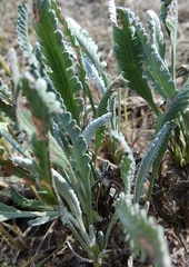 Tanacetum akinfiewii