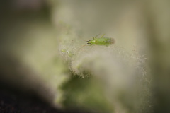 Macrolophus pygmaeus