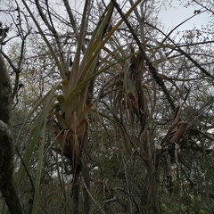 Tillandsia huamelulaensis