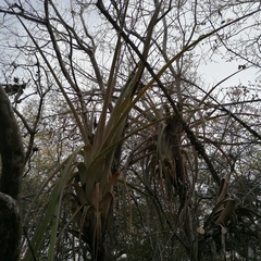 Tillandsia huamelulaensis