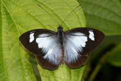 Leptophobia caesia tenuicornis