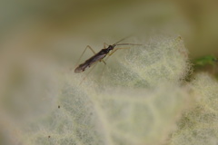 Dicyphus errans