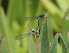Ischnura senegalensis