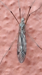Tipula rufina