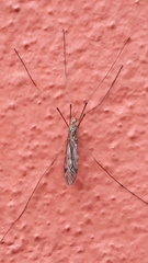 Tipula rufina