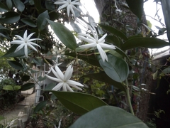 Jasminum polyanthum