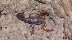 Vaejovis nigrescens